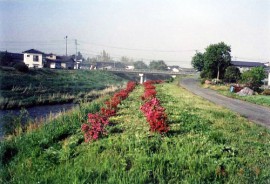 あじさいツツジ道路