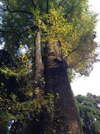 西小園―夫婦イチョウ