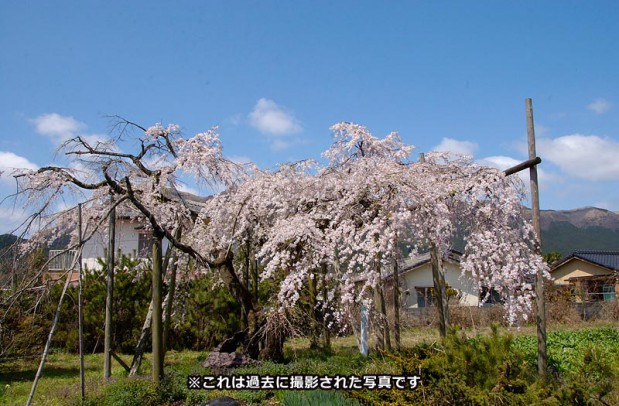 明行寺のしだれ桜 道の駅 阿蘇