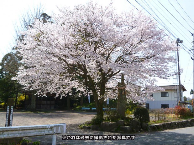 sakura_hama