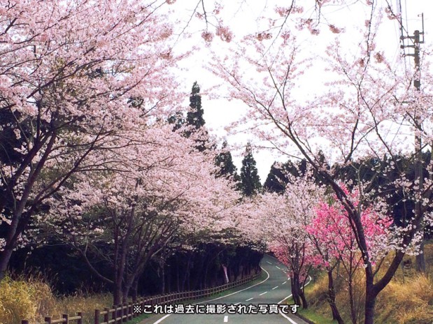 sakura_koyasugawara