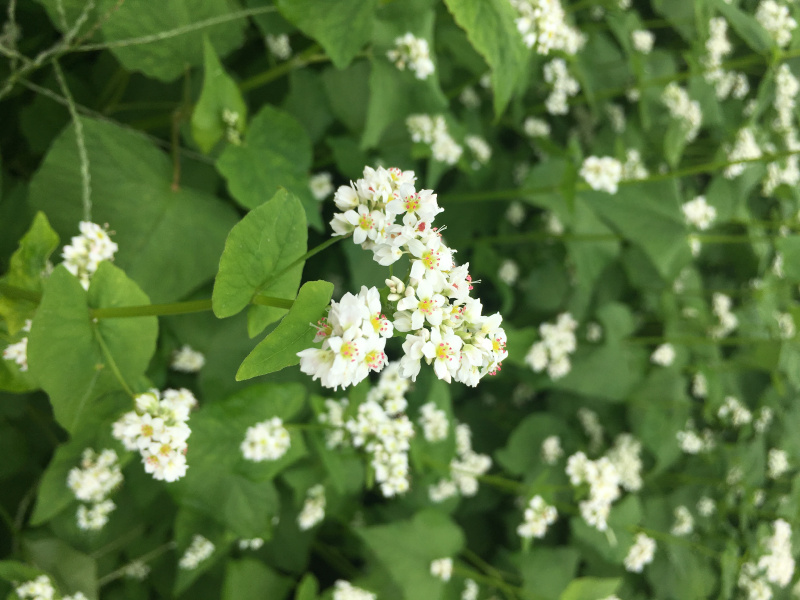 波野高原そば公園 そばの花の開花状況 道の駅 阿蘇