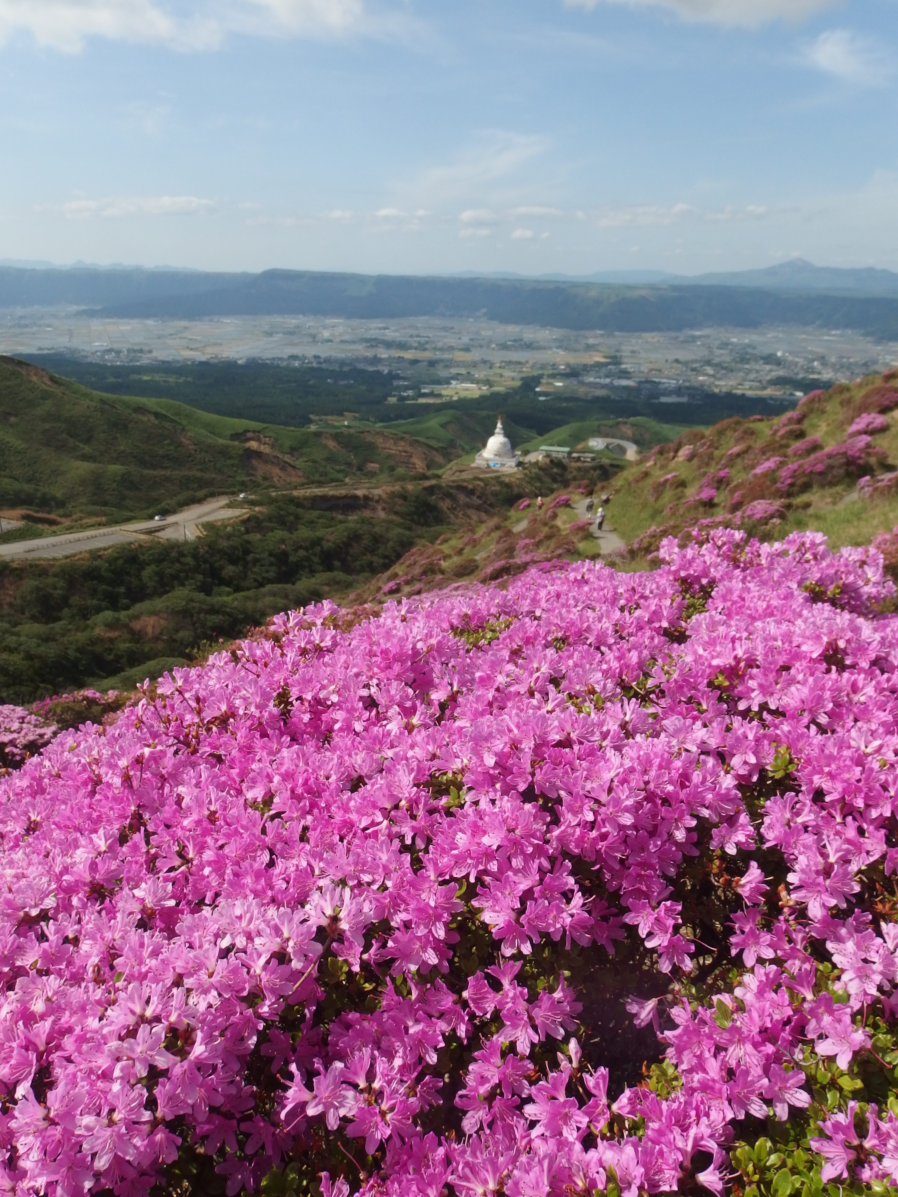 阿蘇の花 開花情報 ミヤマキリシマを見に来ませんか 道の駅 阿蘇