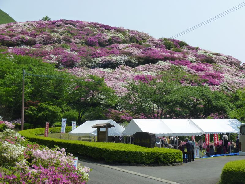 今こそ 花満開のあの場所へ 長寿ヶ丘公苑の震災直後と現在 いま 道の駅 阿蘇