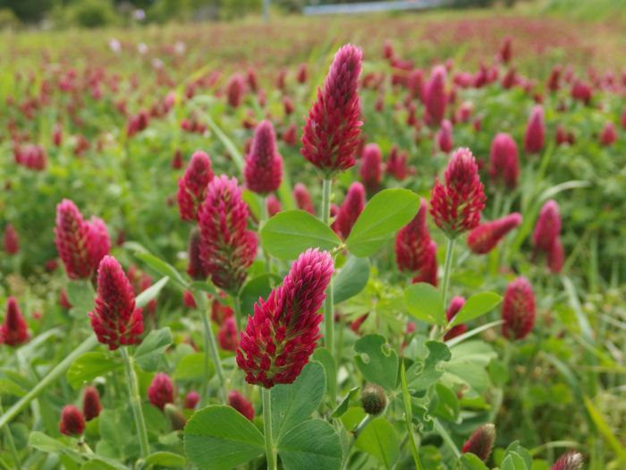 ストロベリーキャンドル が阿蘇市西小園で見頃 休耕田を活用して植えられた花の花言葉は 幸運を呼ぶ 胸に火を灯す 熱くなれ夢見る彼方へ 道の駅 阿蘇