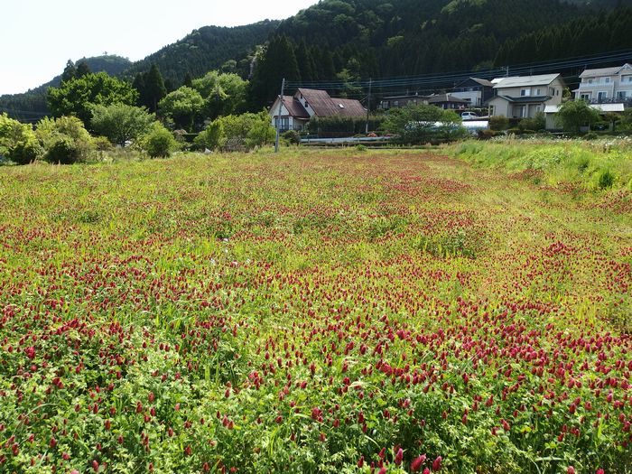 ストロベリーキャンドル が阿蘇市西小園で見頃 休耕田を活用して植えられた花の花言葉は 幸運を呼ぶ 胸に火を灯す 熱くなれ夢見る彼方へ 道の駅 阿蘇