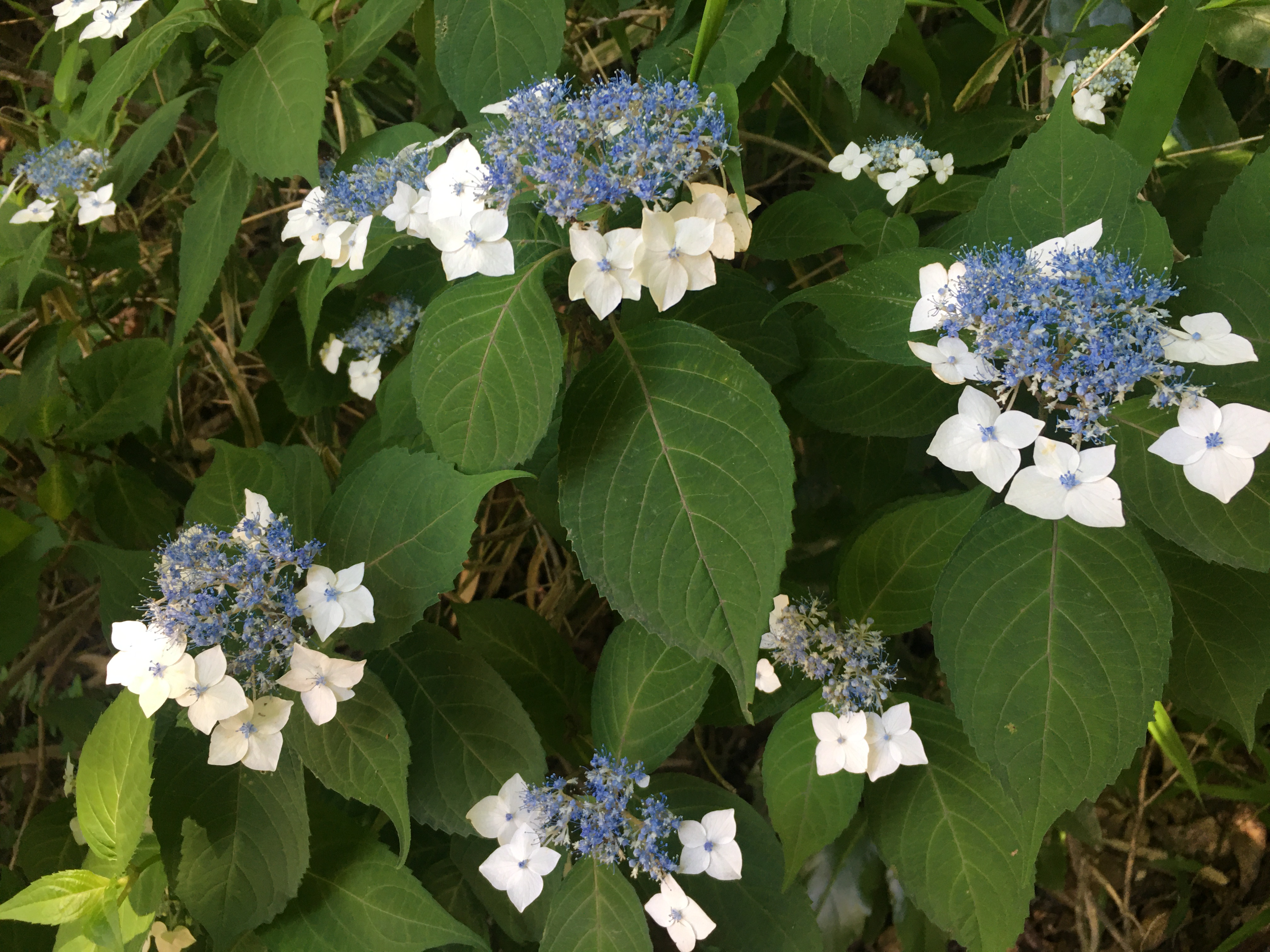 Rainy Season Flowers In Japan 道の駅 阿蘇