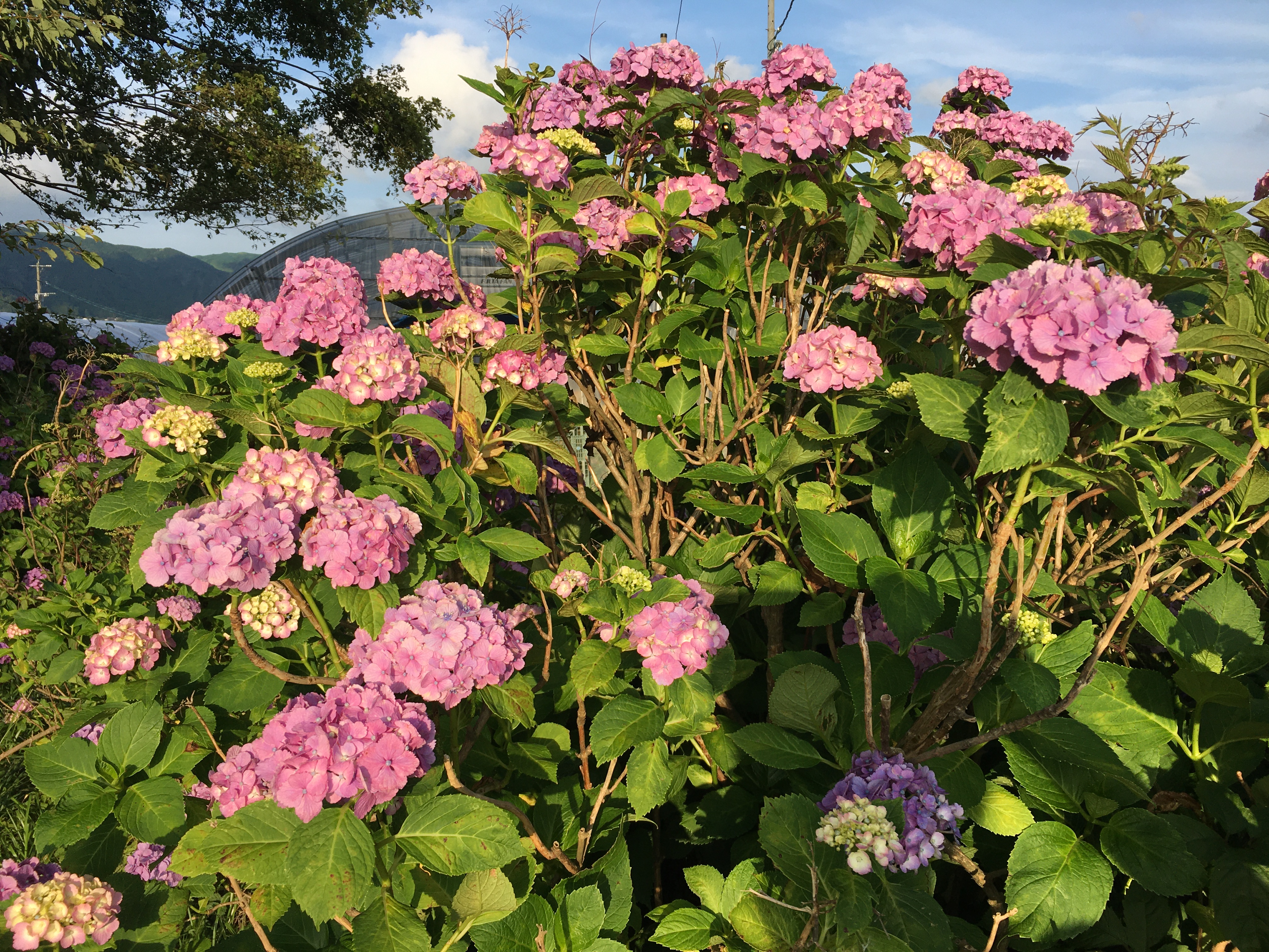 Rainy Season Flowers In Japan 道の駅 阿蘇