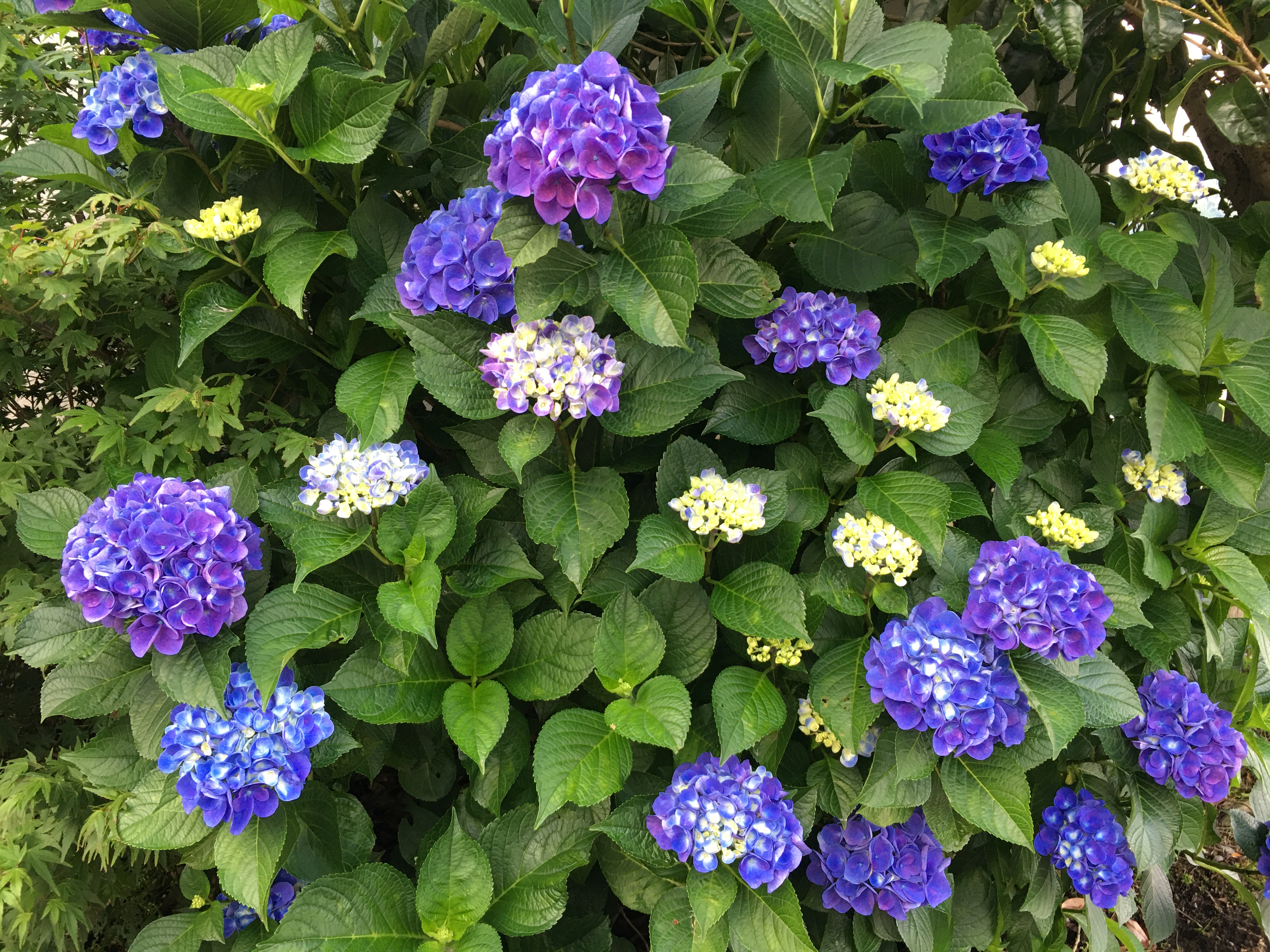 Rainy Season Flowers In Japan 道の駅 阿蘇