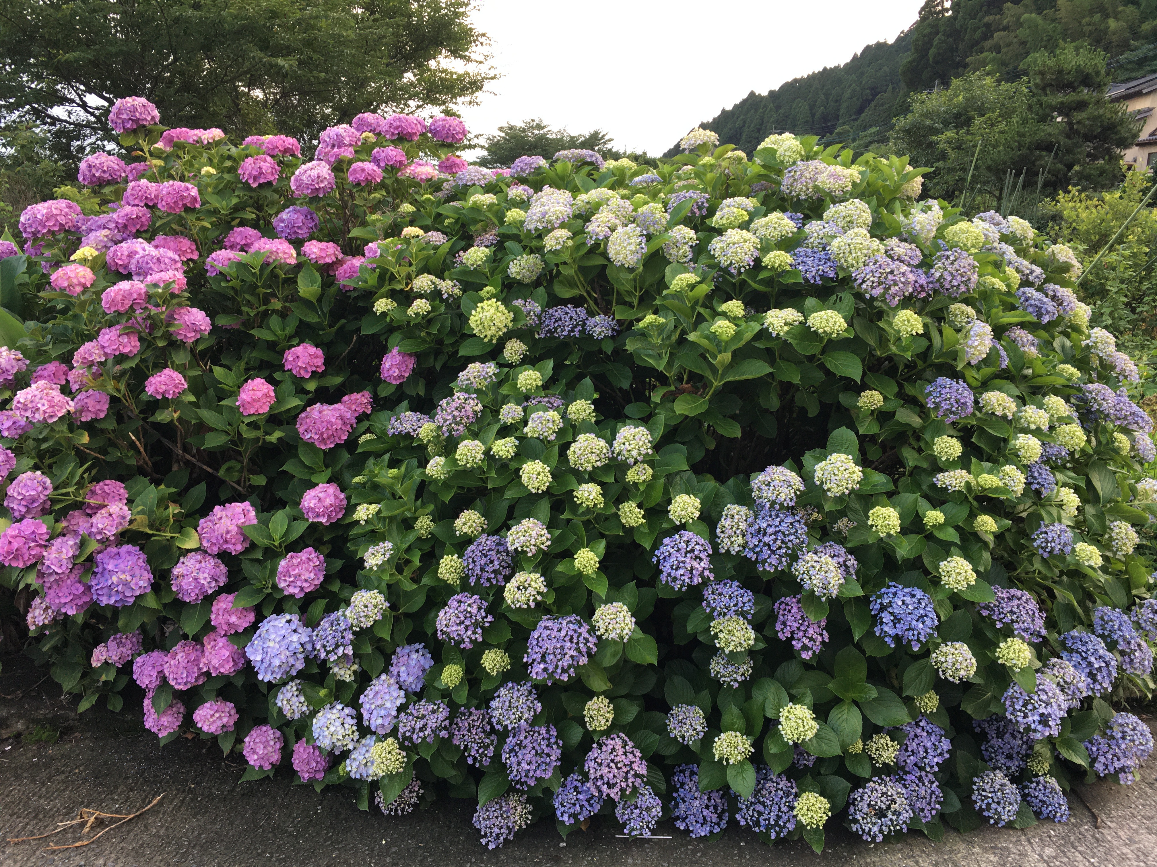 Rainy Season Flowers In Japan 道の駅 阿蘇