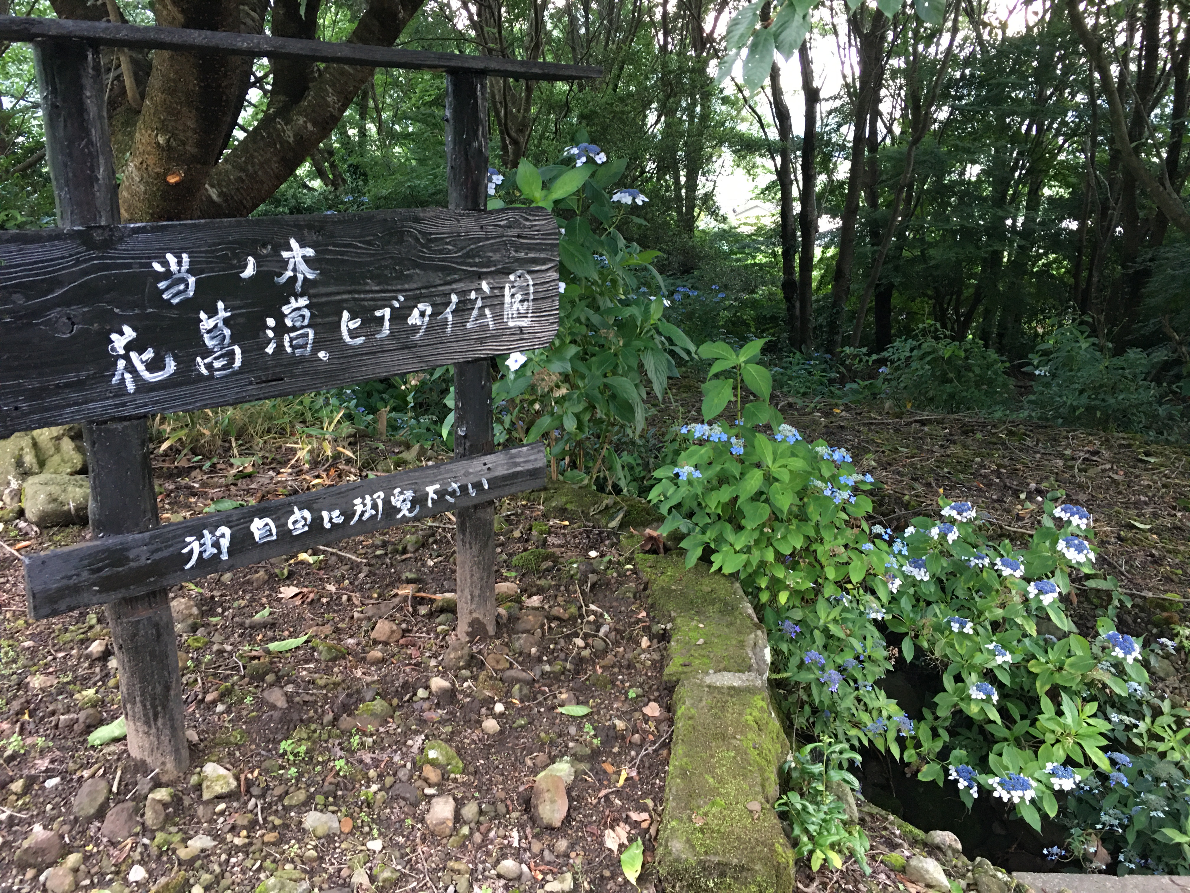 Rainy Season Flowers In Japan 道の駅 阿蘇