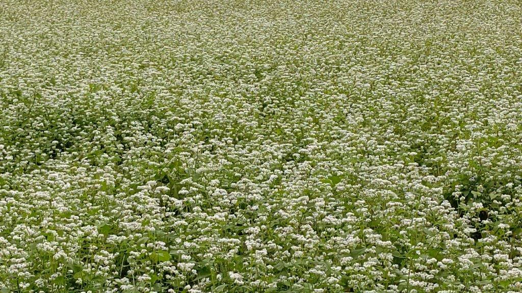 波野 そばの花公園 の素敵な景色をどぉぞ 道の駅 阿蘇