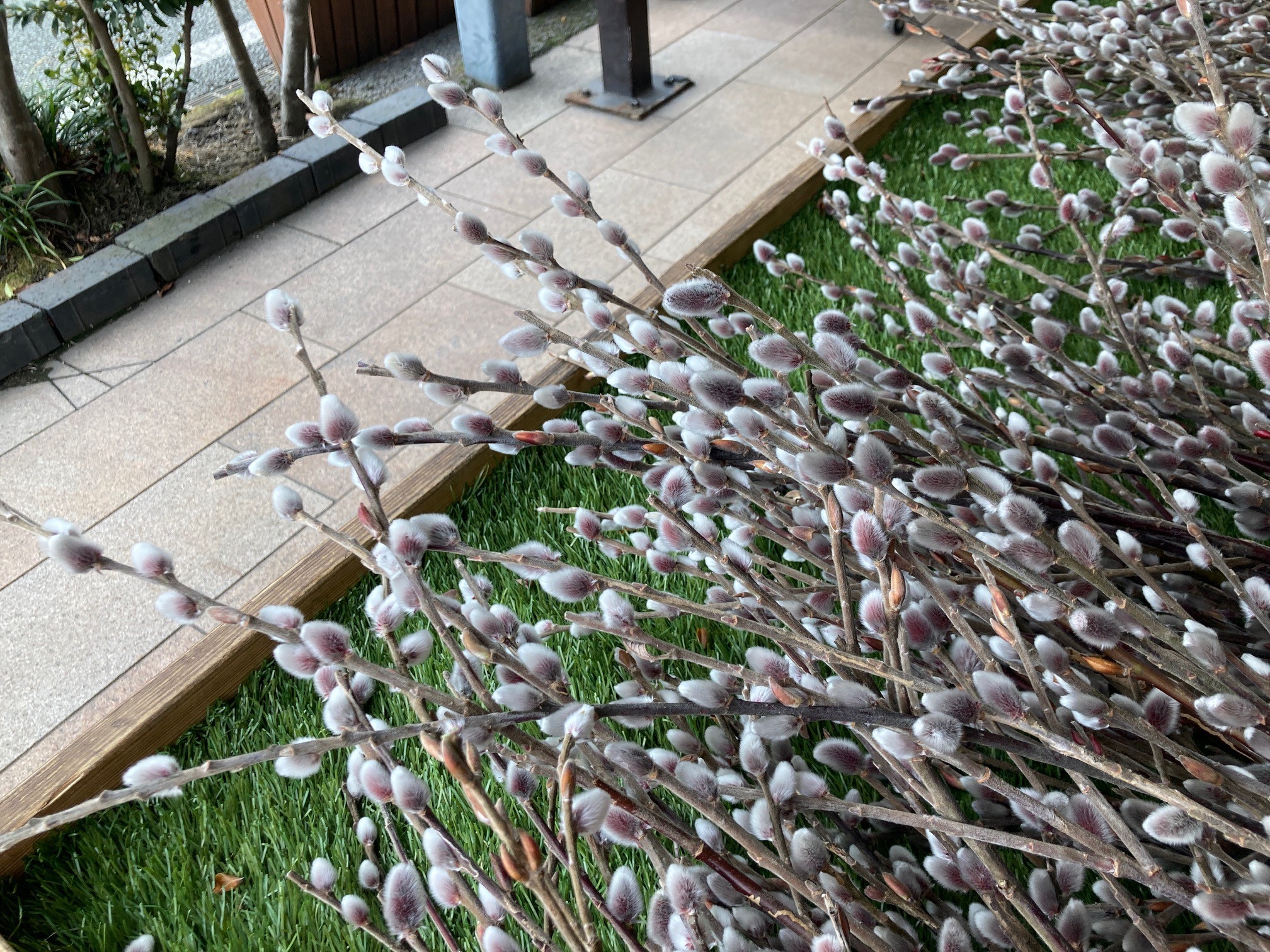 春を告げる花 道の駅 阿蘇