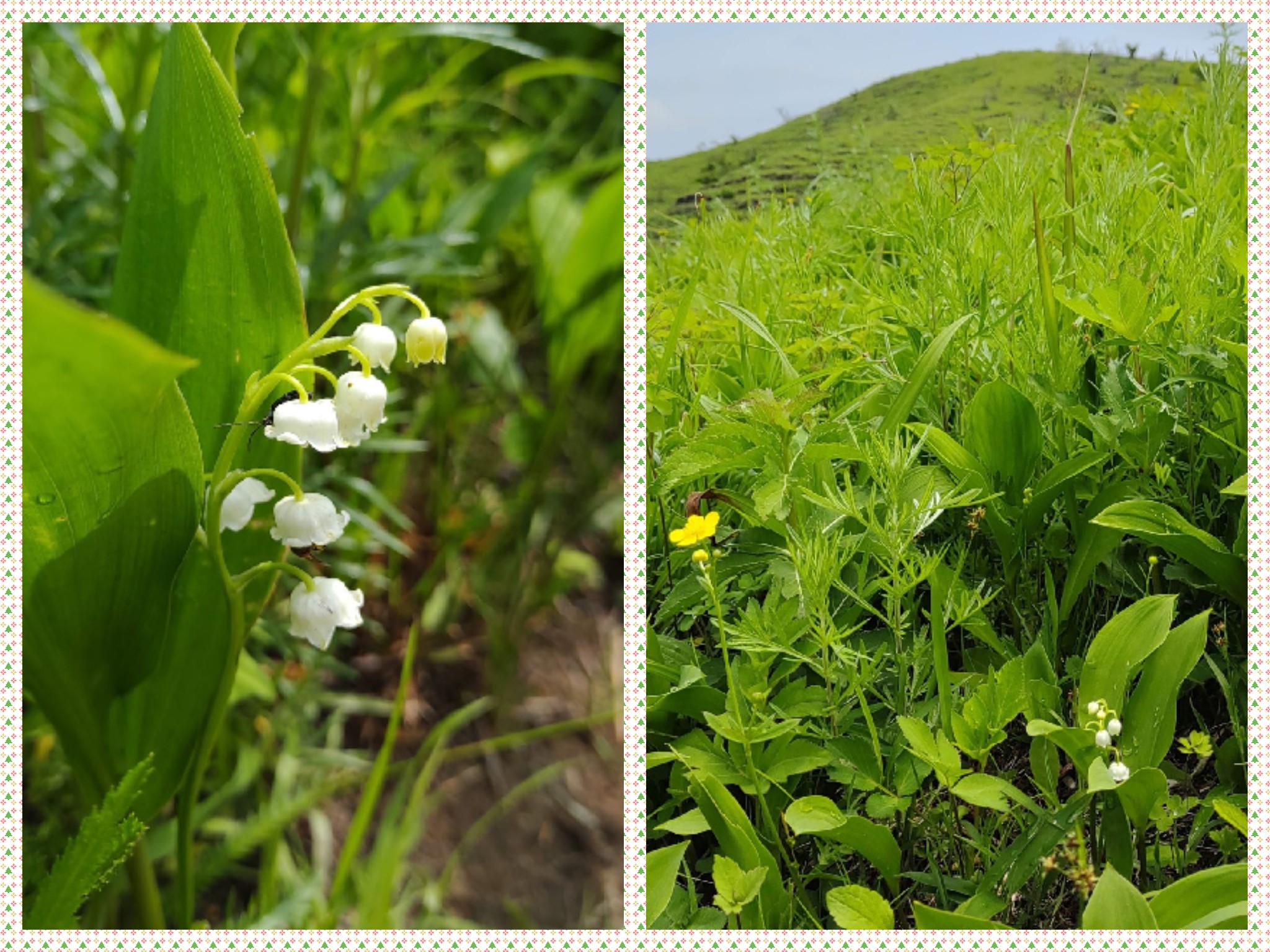 阿蘇市波野にある日本最南限の自生地で可憐に咲くスズラン 今年も見頃となりました 道の駅 阿蘇