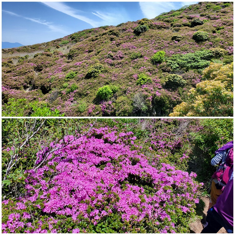 azaleas