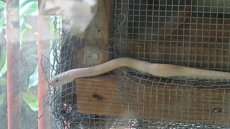 baby_snake