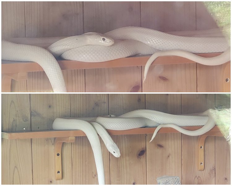 snake