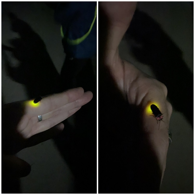 firefly_hand