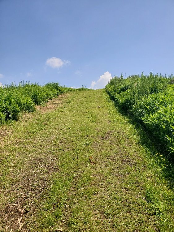 grassland_pathway