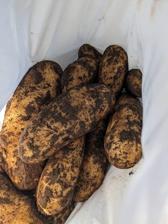 potatoes