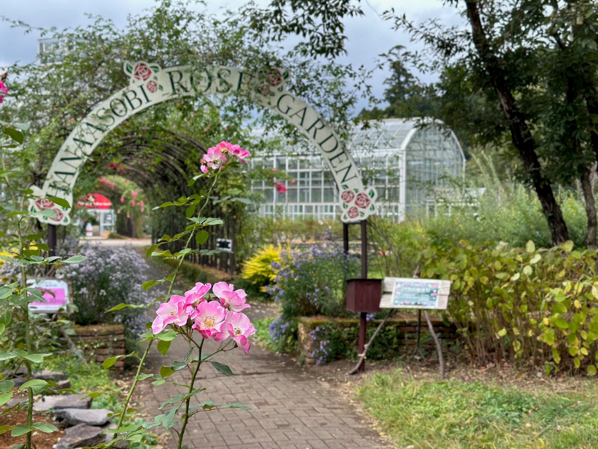 秋のバラまつり』ご紹介いたします。 | 道の駅 阿蘇