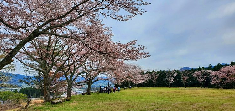 sakura