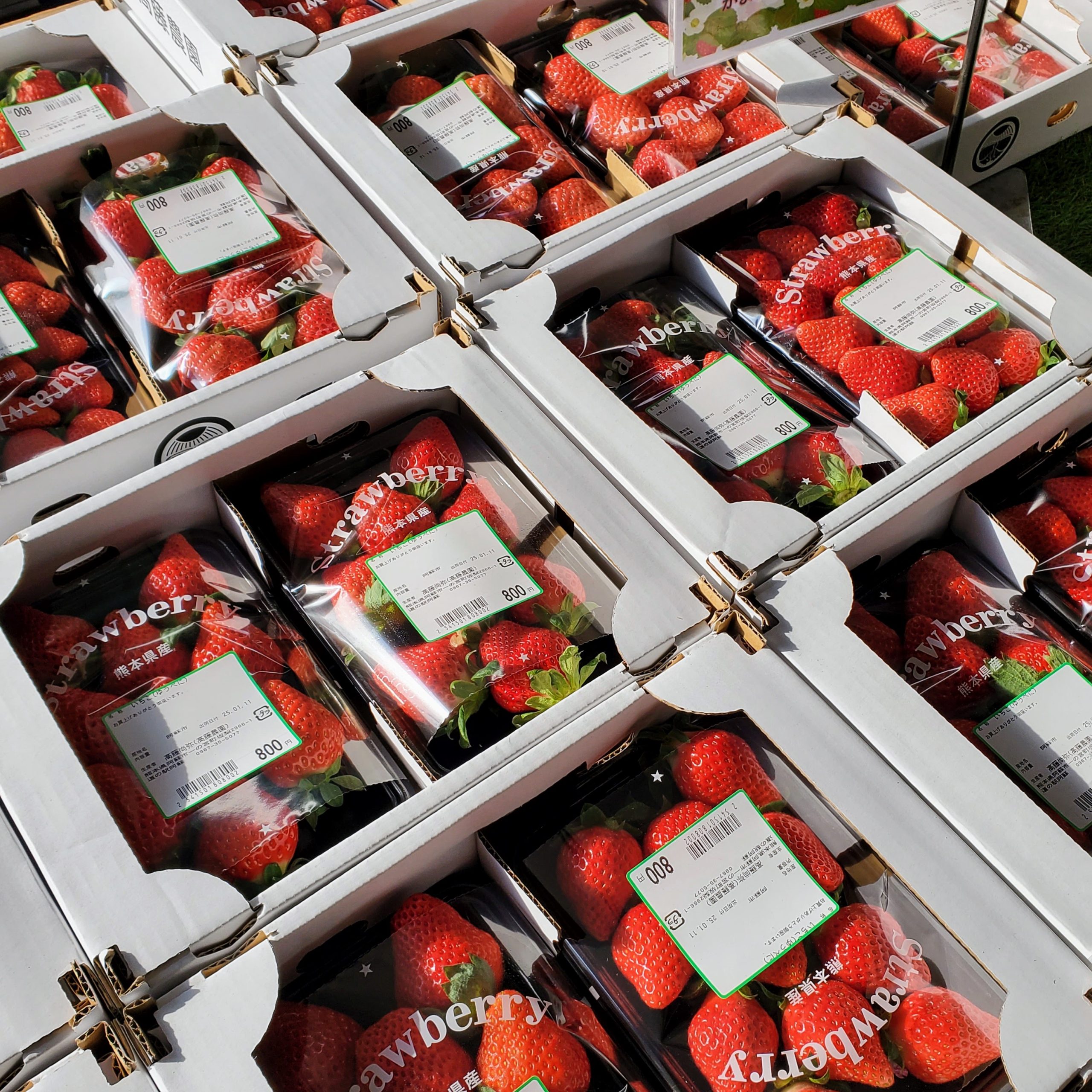 いちご狩りのご紹介 | 道の駅 阿蘇