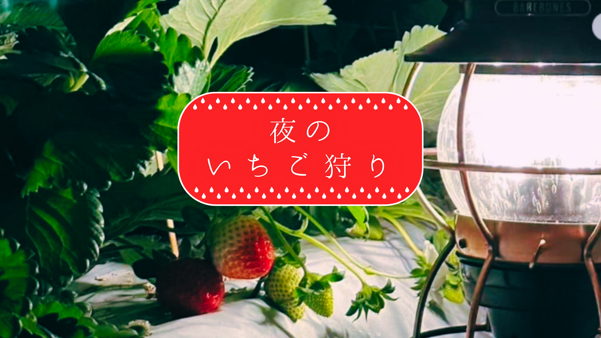 夜のいちご狩りのご紹介 | 道の駅 阿蘇