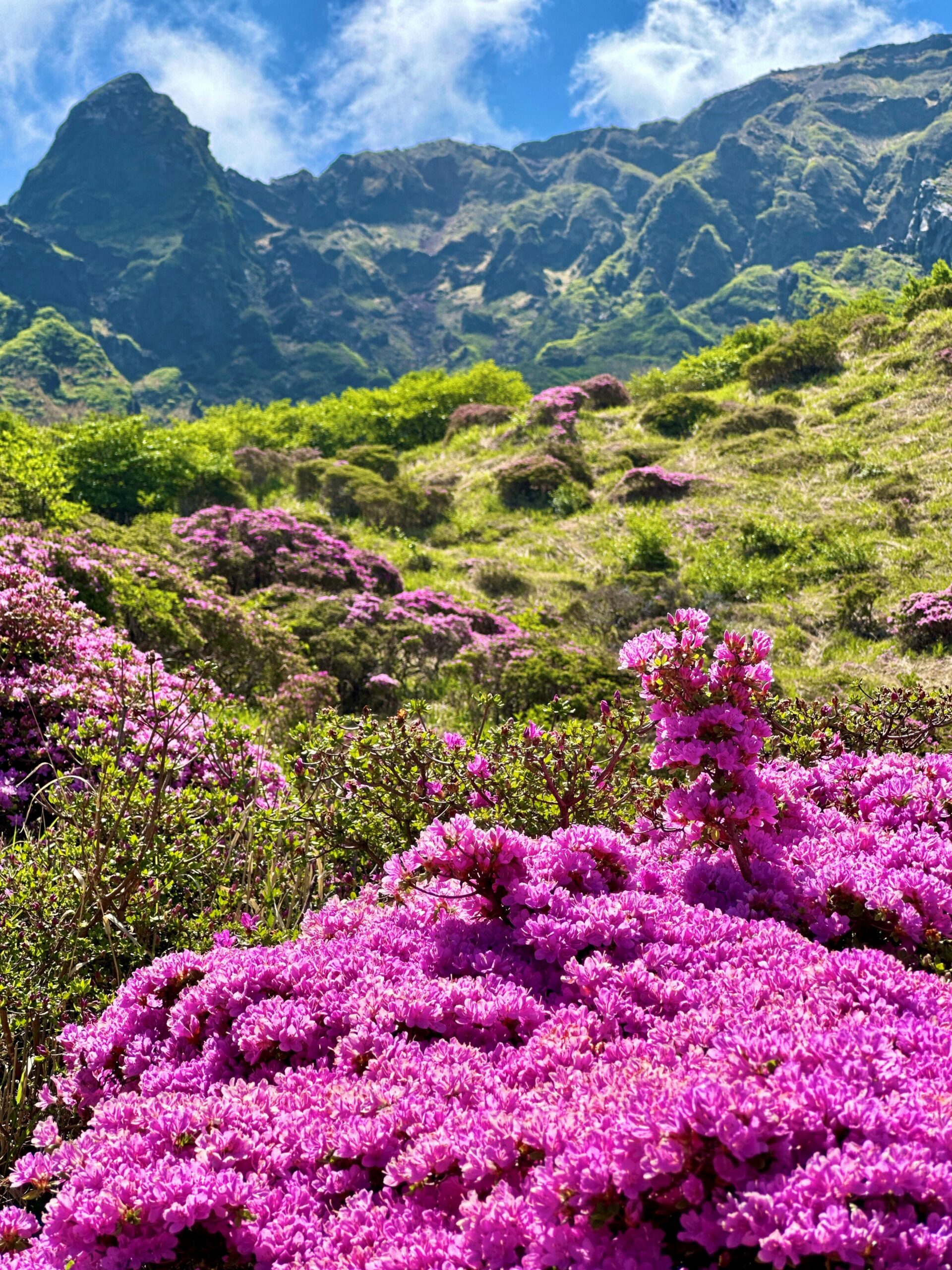 Miyamakirishima in Full Bloom at Sensuikyo Gorge! | 道の駅 阿蘇