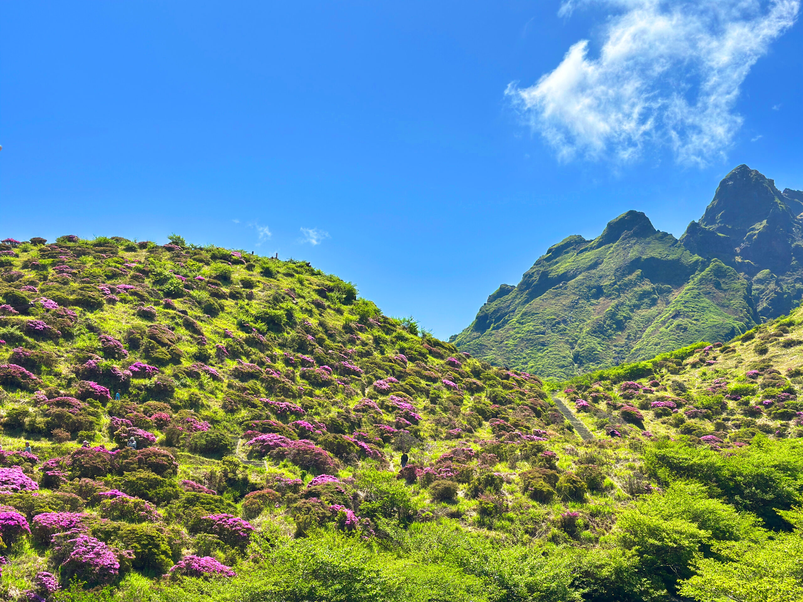 仙酔峡のミヤマキリシマが見ごろ！ | 道の駅 阿蘇