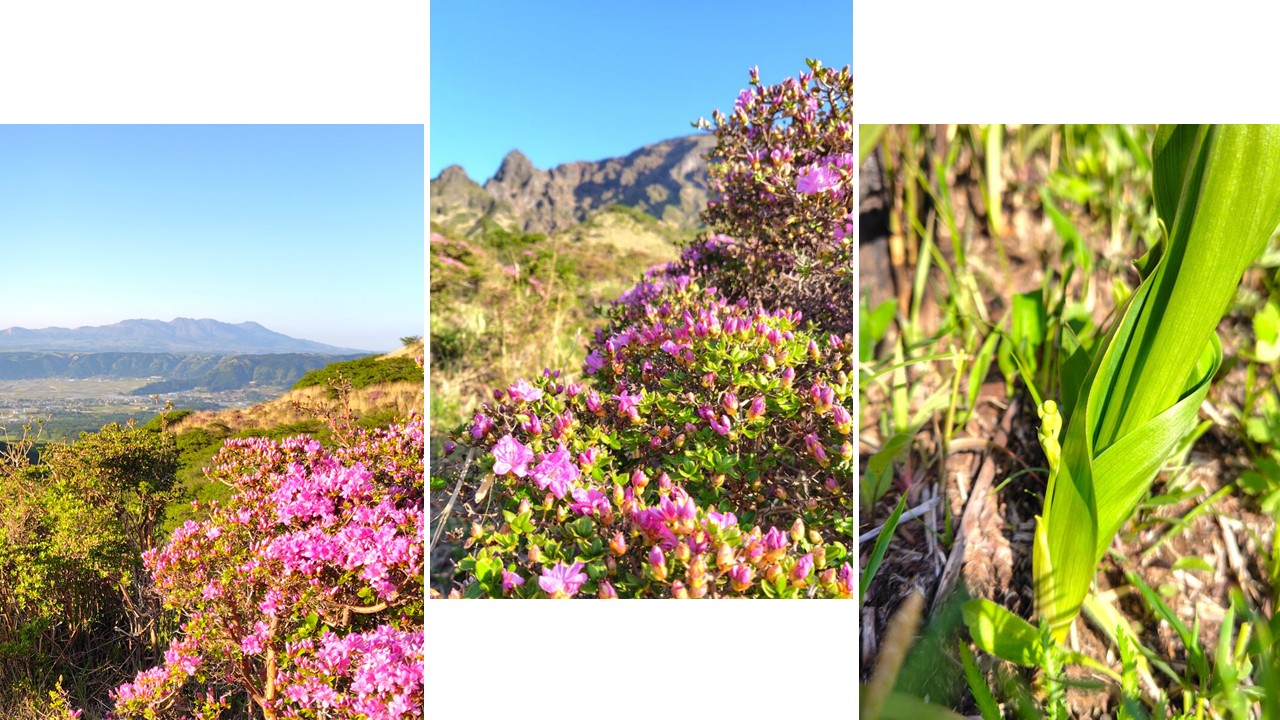 仙酔峡のミヤマキリシマと波野のスズランの開花状況(2025/05/04) | 道