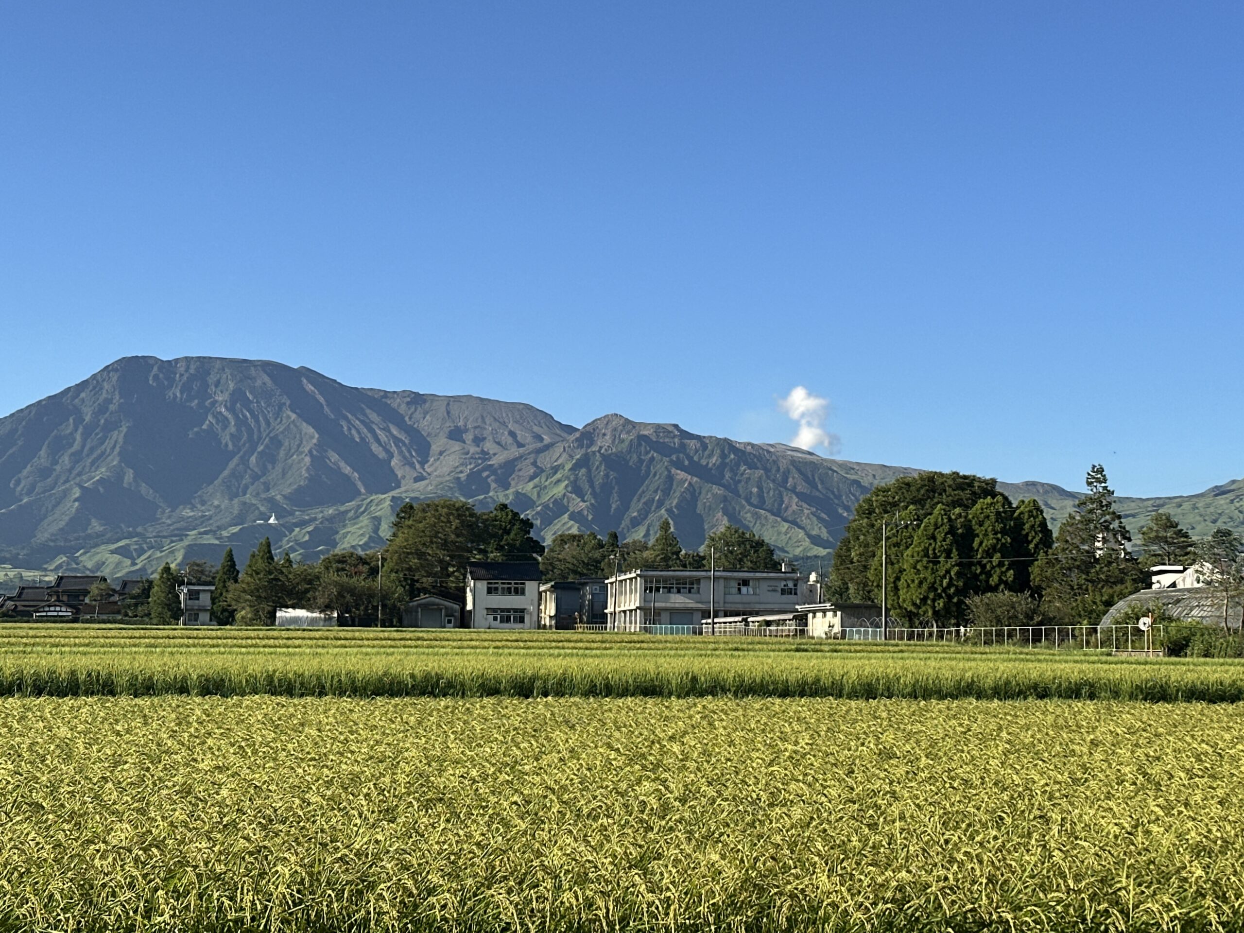 阿蘇山與金黃色稻田景色,可見中岳火口噴煙