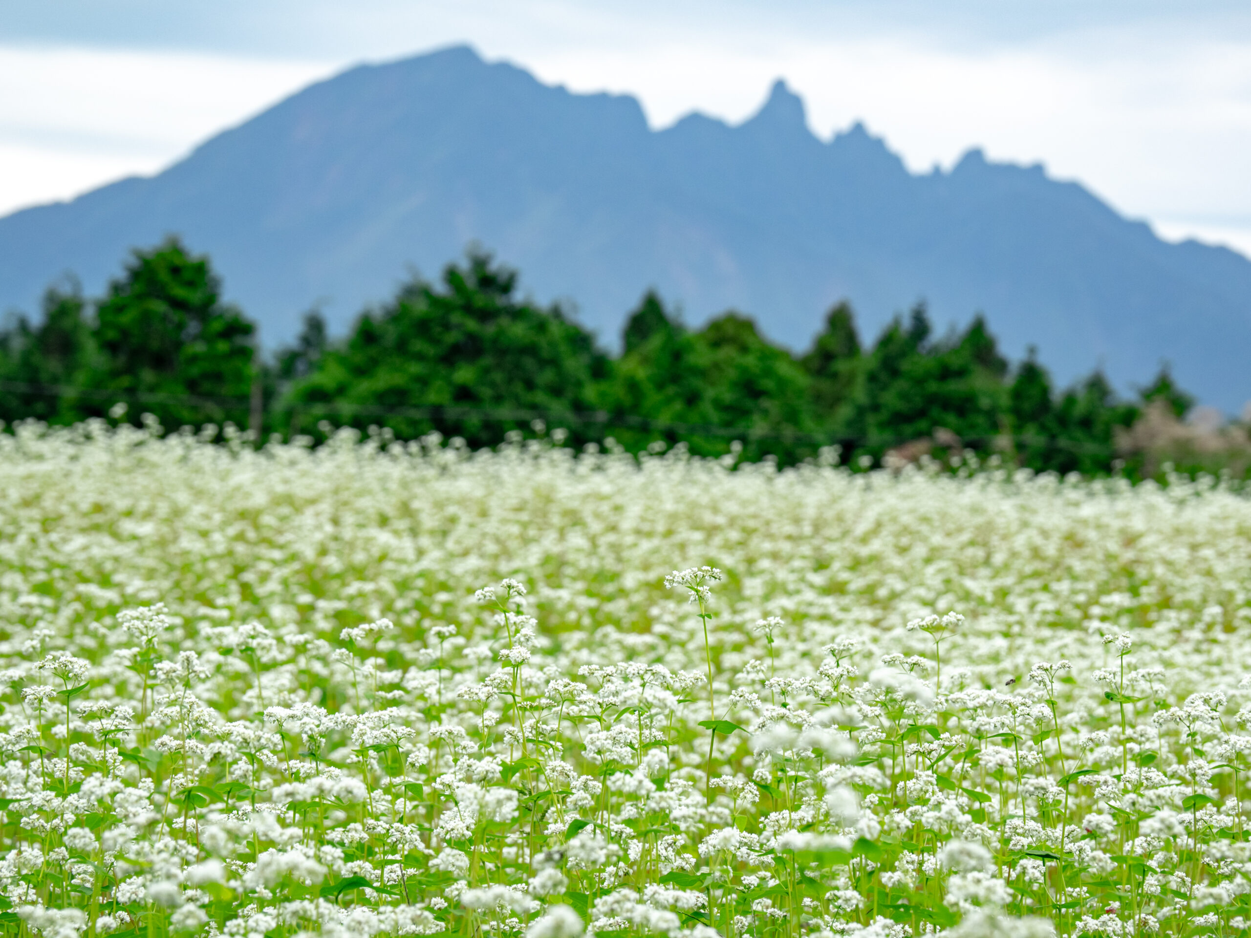 波野蕎麥花田