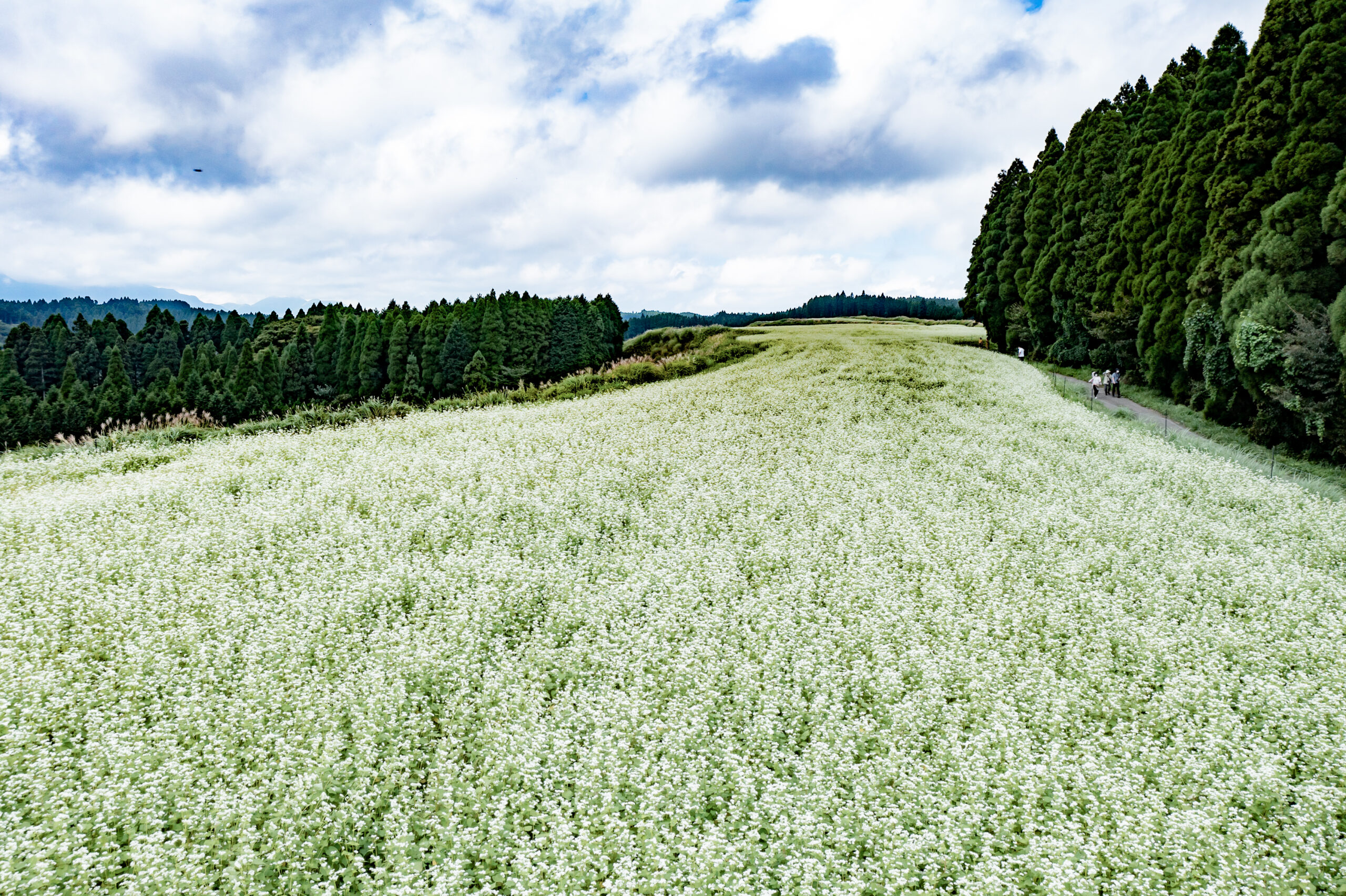 White soba flower fields in Namino, Aso